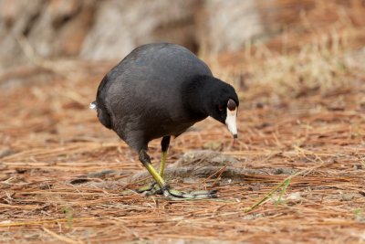 American Coot