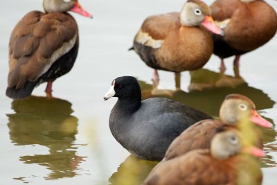 American Coot with Black-Bellied Whistling-Ducks