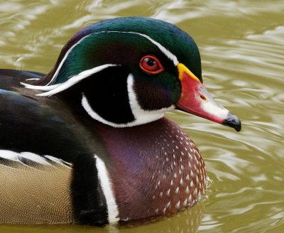 Wood Duck male