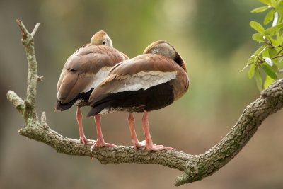 Black-Bellied Whistling-Ducks