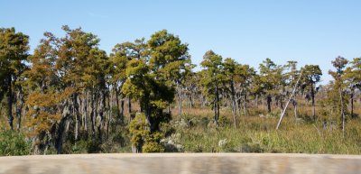 Cypress swamp near NOLA
