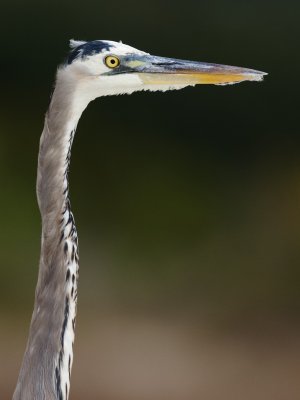 Great Blue Heron at Indian Pass