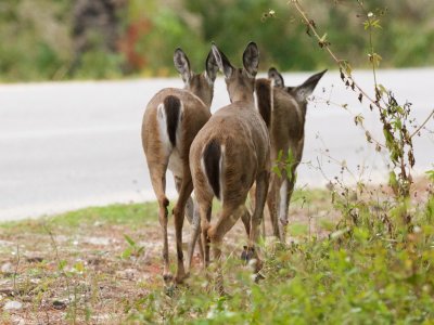 White-Tailed Deer at Cape San Blas