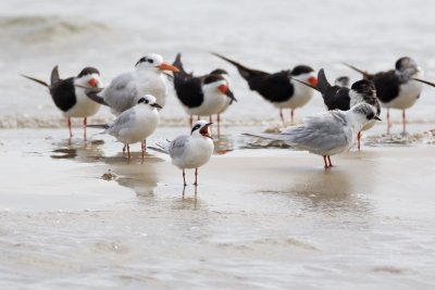 terns and skimmers at Indian Pass 