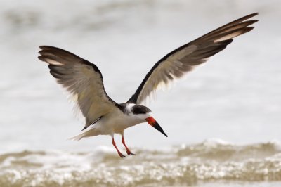 Black Skimmer