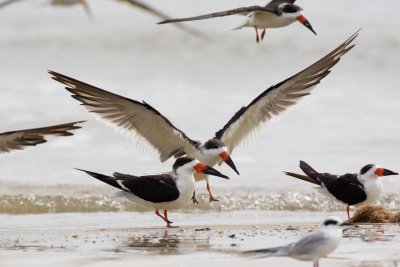 Black Skimmers near Indian Pass