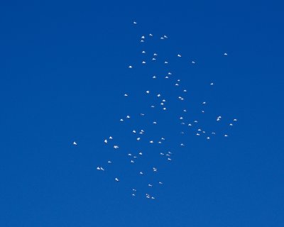 100 White Pelicans above Carrabelle