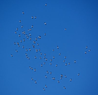 100 White Pelicans above Carrabelle
