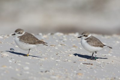 banded Snowy Plovers the first day, all right! 