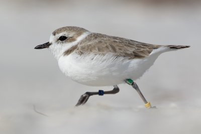 banded Snowy Plover