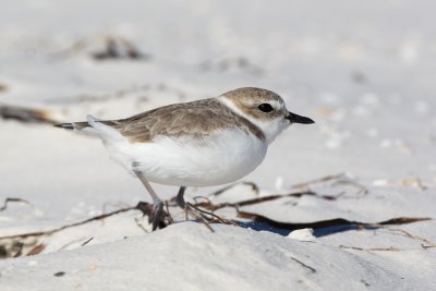 Snowy Plover