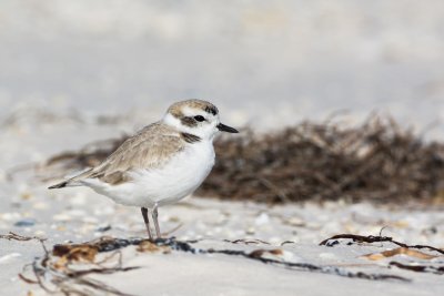 Snowy Plover