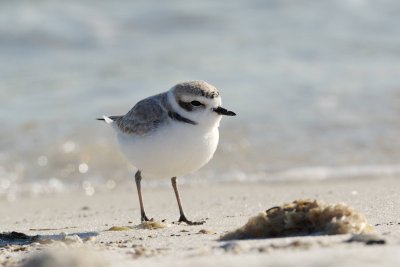 Snowy Plover at the second (western) narrows
