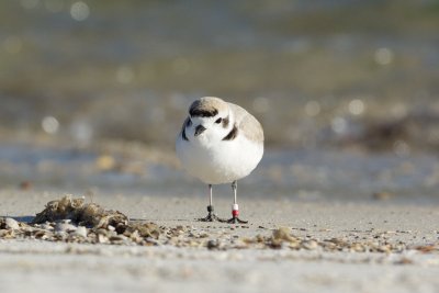 banded Snowy Plover