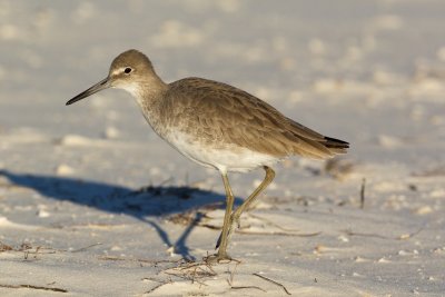 Willet!