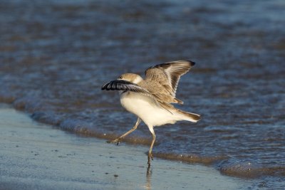 Another snowy plover coming in for a landing
