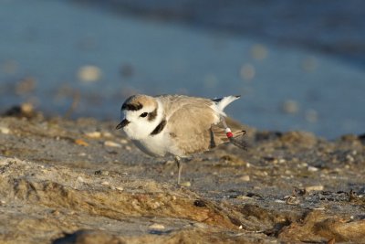 banded Snowy Plover stretching