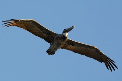 juvenile (1st year) Brown Pelican 