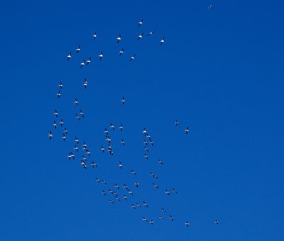 flock of 100 White Pelicans twisting in the air above Carrabelle