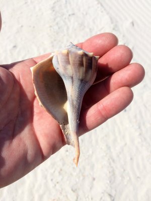 big shells on the island