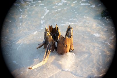 Ancient stump in the surf 