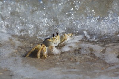 Crab in surf