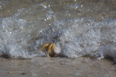 Crab in surf