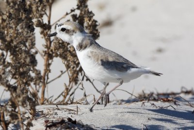 Snowy Plover stretched out
