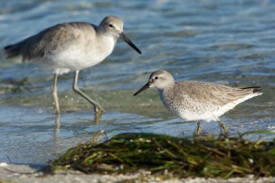 Red Knot and Willet
