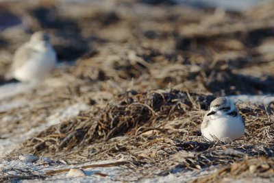 Snowy Plovers at east point