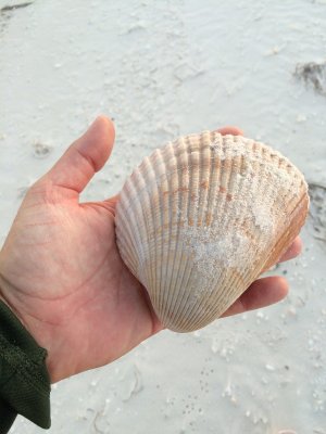 big cockle shells on the island