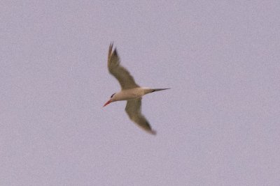 Royal tern flying after sunset