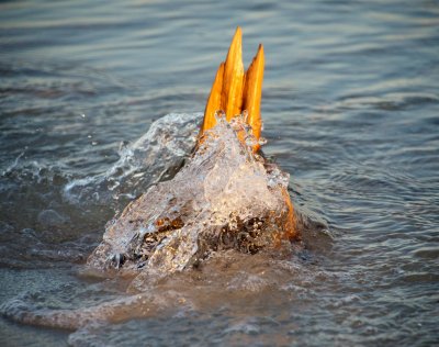 Ancient stump in the surf 