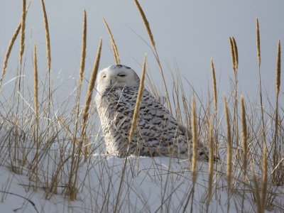 Snowy Owl at Crane Beach, Ipswich