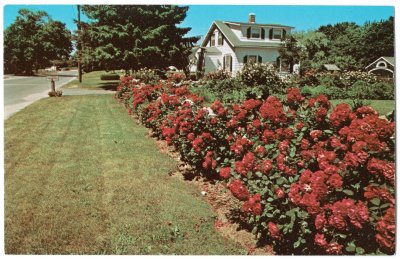 Raposa's Roses on Main Road in Westport, Mass.