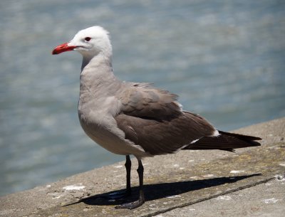 Heerman's Gull adult