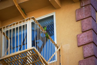 Red-Masked Parakeets