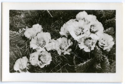 cactus in bloom, Rise Badlands Souvenir Photos 1.75x2.75 inch