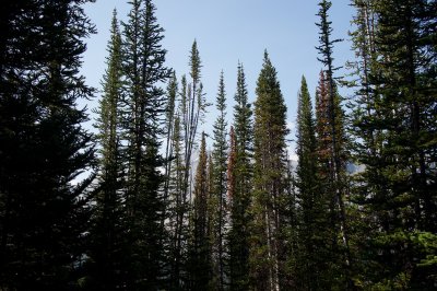 below treeline again