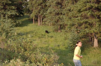 Black Bear cub outside Jasper, August 5