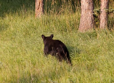 Black Bear cub outside Jasper