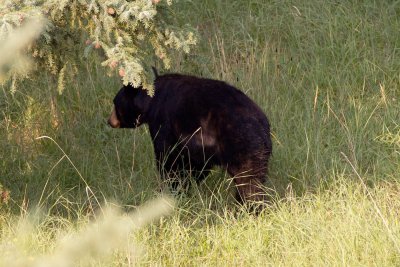 Black Bear cub outside Jasper