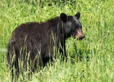Black Bear feeding beside Icefields Parkway