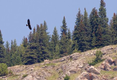 Golden Eagle juvenile