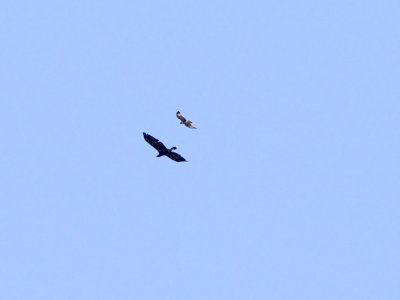 Golden Eagle juvenile chased by Red-Tailed Hawk