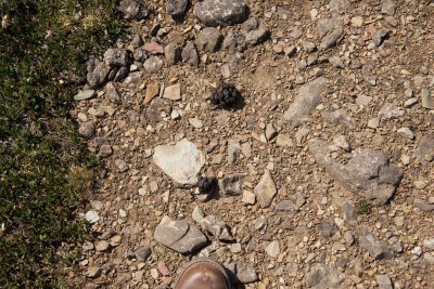 Scat - either from bighorn sheep or mountain goats