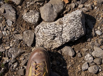 More of that strange (coral?) rock