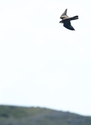 Prairie Falcon flying above ridge