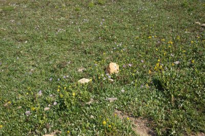 Alpine meadow flowers