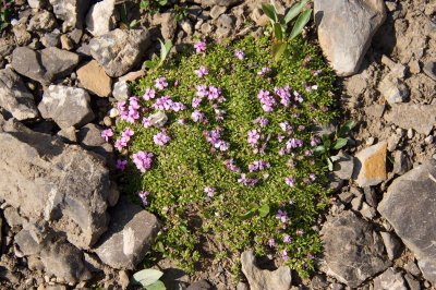 Alpine meadow flowers